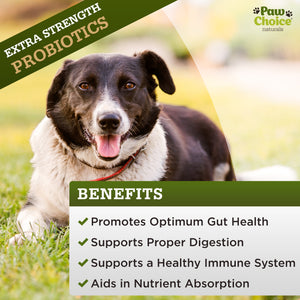 Probiotics for Dogs with Prebiotics and Digestive Enzymes (Grain Free) | 120 Soft Chews