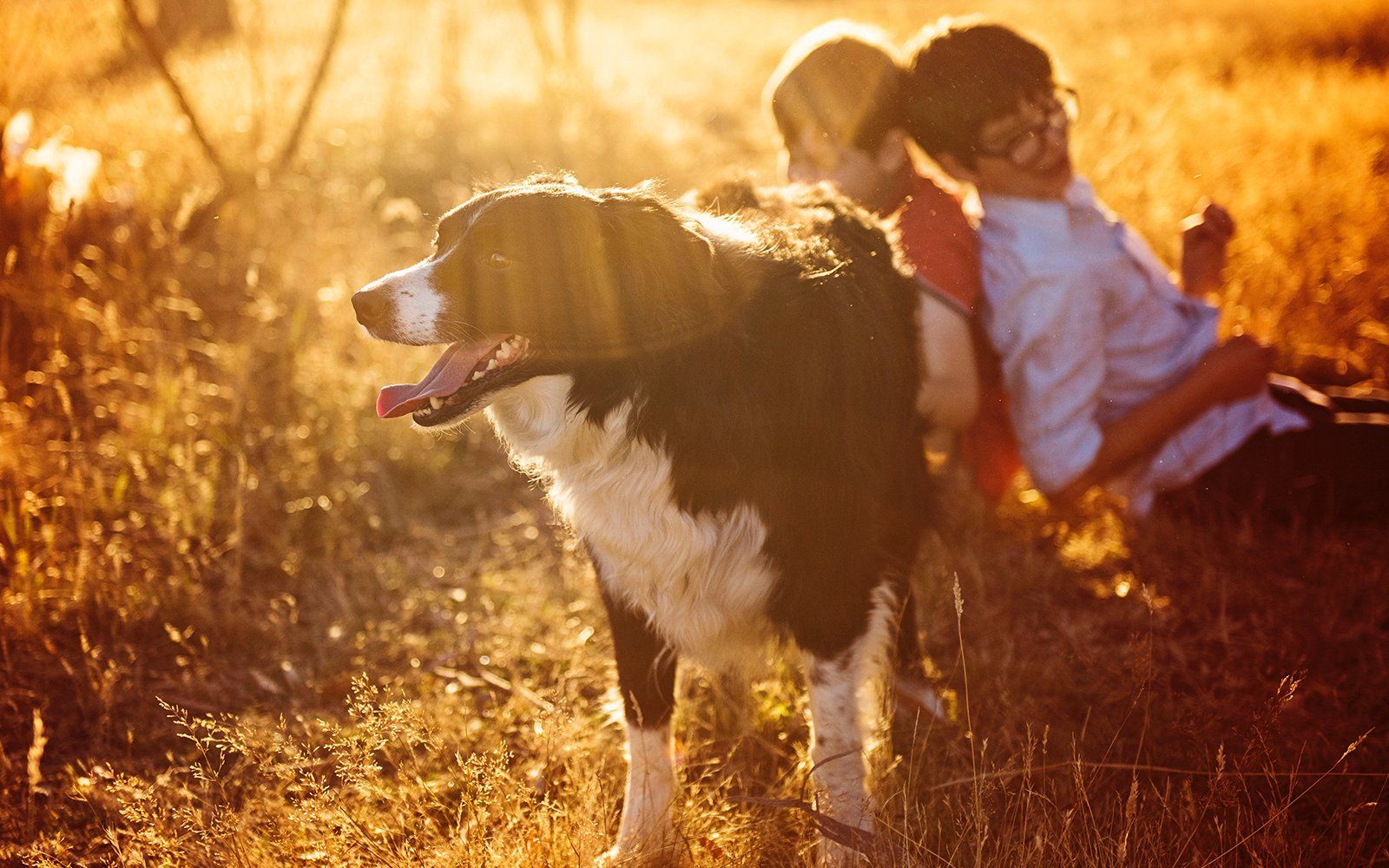 6 Tips to Keep Your Senior Dog Healthy