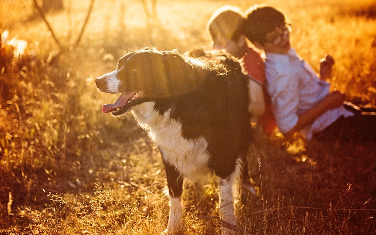 6 Tips to Keep Your Senior Dog Healthy