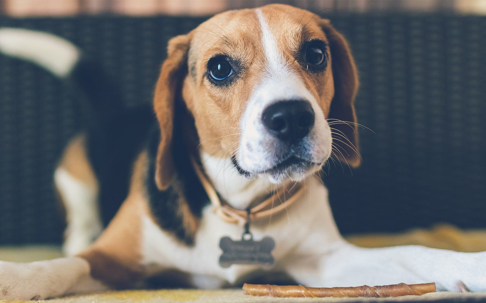 dog laying down