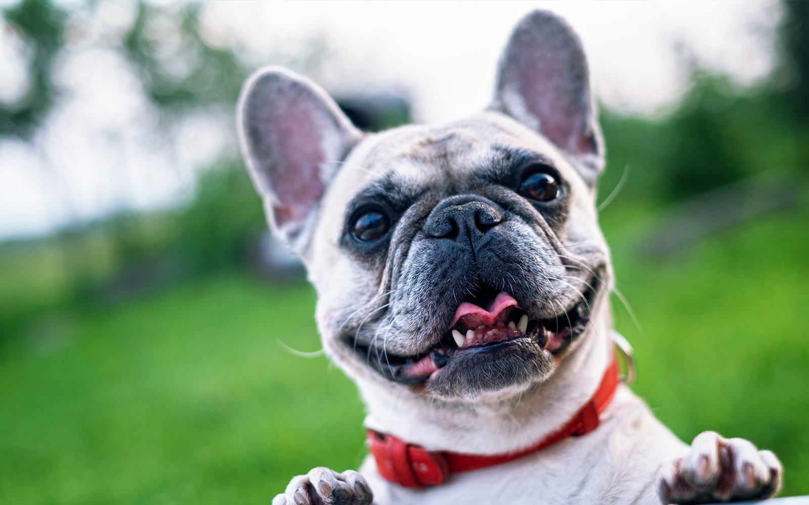 11 Ways to Help Dogs With Sensitive Stomachs