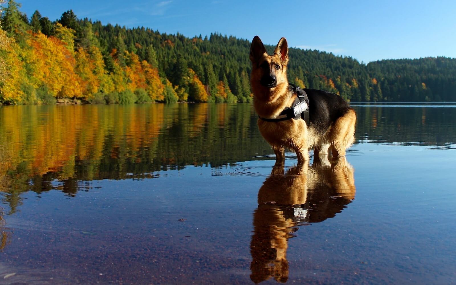 Why We Recommend Paw Choice Products for Our Dogs