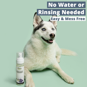No-Rinse Waterless Dry Dog Shampoo